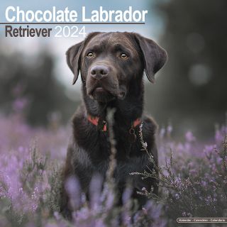 Kalender 2024 Wandkalender Chocolate Labrador Retriever Tuinland