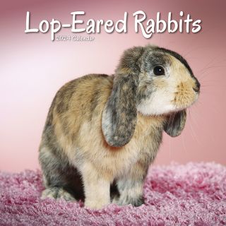 Kalender 2024 Wandkalender Lop-Eared Rabbits Hangoor Konijn Tuinland