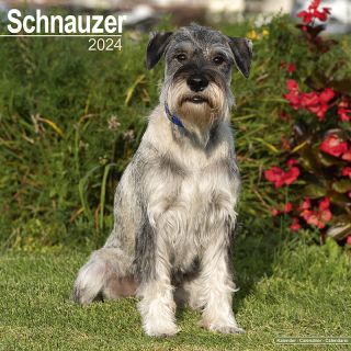 Kalender 2024 Wandkalender Schnauzer Tuinland