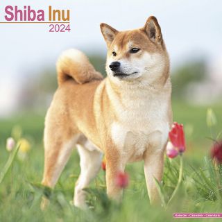 Kalender 2024 Wandkalender Shiba Inu Tuinland
