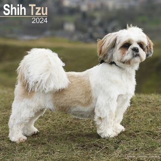 Kalender 2024 Wandkalender Shih Tzu Tuinland