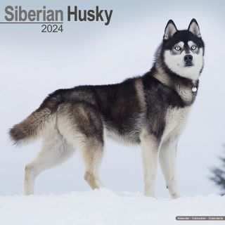 Kalender 2024 Wandkalender Siberian Husky Husky's Huskies Siberische Tuinland