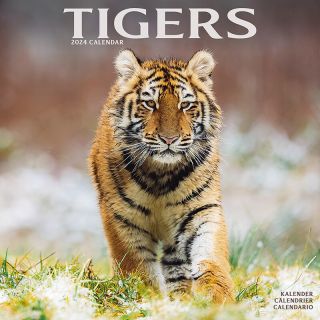 Kalender 2024 Wandkalender Tigers Tijgers Tijger Tuinland