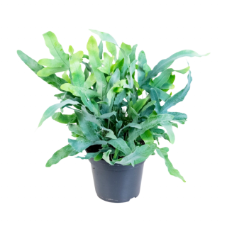 Kamerplant Phlebodium Blue Star Zinkvaren in zwarte plastic pot