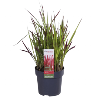 Grassoort Japans Bloedgras Imperata Cylindrica Red Baron in zwarte pot