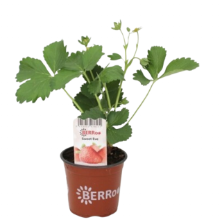 Aardbeienplant Fragaria Sweet Eve groen blad bloem knoppen in oranje pot