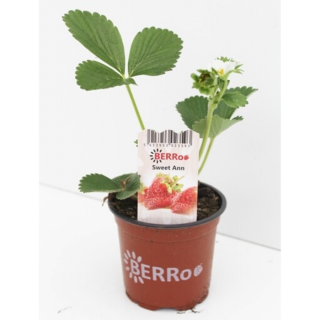 Fragaria Sweet Ann Aardbeienplant