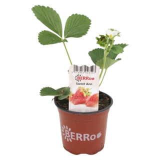 Aardbeienplant Fragaria Sweet Ann groen blad witte bloem oranje plastic pot