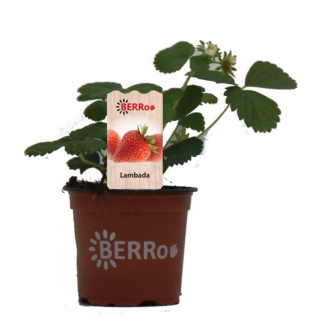 Fragaria Lambada Aardbeienplant