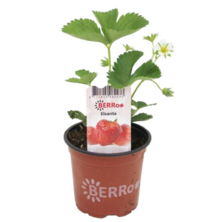 Fragaria Sonata Aardbeienplant