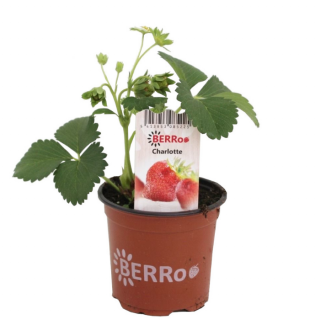 Fragaria Charlotte Aardbeienplant