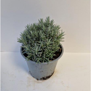 Kruidenplant " Kerrieplant Helichrysum italicum" in grijze plastic pot