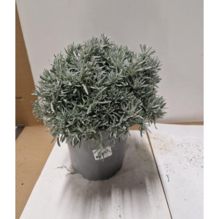 Kruidenplant "Kerrieplant Helichrysum italicum" in grijze plastic pot