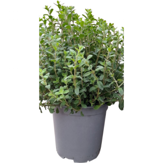 Kruidenplant "Origanum Majorana Echte Marjolein" in zwarte pot