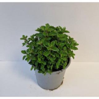 Kruidenplant "Wilde Marjolein Origanum vulgare" in grijze plastic pot