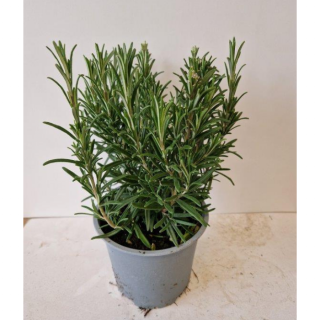 Kruidenplant "Rosmarinus officinalis Rozemarijn" in grijze pot