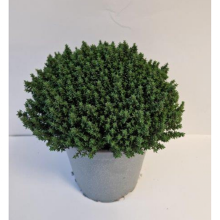 Kruidenplant "Tijm Thymus Vulgaris" in grijze plastic pot