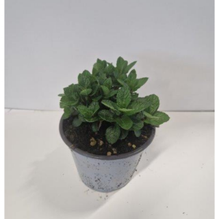 Kruidenplant "Marokkaanse Munt Mentha spicata Marocco" in grijze plastic pot