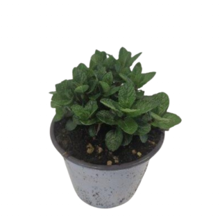 Kruidenplant Marokkaanse Munt Mentha spicata Marocco grijze plastic pot