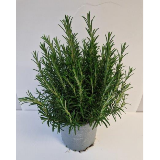 Kruidenplant "Rozemarijn Rosmarinus Officinalis" in grijze plastic pot