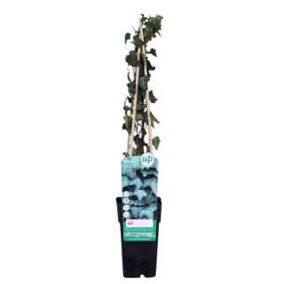 Hedera Helix Klimop Klimplant in zwarte plastic pot UP Climbers