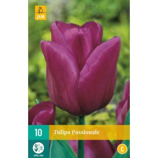 Tulipa Passionale Tulp