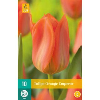 Tulipa Orange Emperor