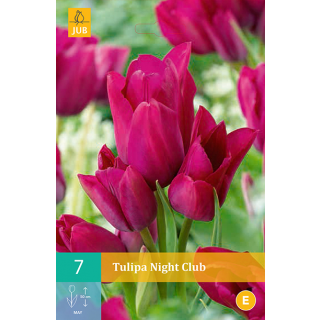 bloembollen tulipa night club