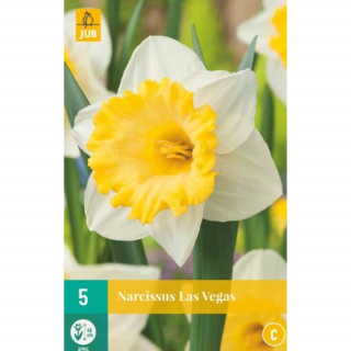 Afbeelding Narcissus Las Vegas 5 stuks Narcis bloembollen