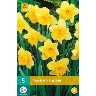 Narcis Narcissus Carlton