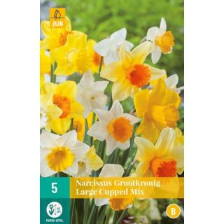 Narcis 'Grootkronig Large Cupped Mix' Narcissus