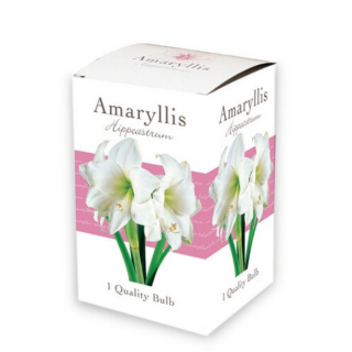 "Witte Amaryllis bol" in mooie doos verpakking