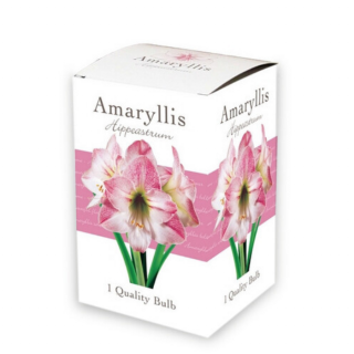 "Amaryllis bol" roze wit in cadeau verpakking