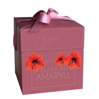 "Amaryllis Bol Fleur de Amaryll" rode bloem in oud roze cadeau verpakking met strik