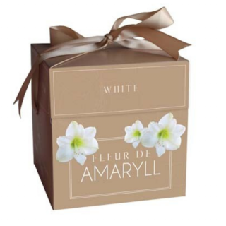 "Amaryllis bol Fleur de amaryll" Wit in bruine cadeauverpakking met strik