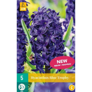 Afbeelding Hyacinthus Blue Trophy 5 stuks hyacint bloembollen