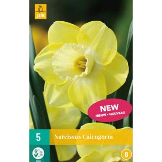 Narcis Cairngorm Narcissus Geel