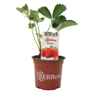 Fragaria Korona Aardbeienplant