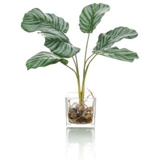 Kunstplant Calathea groen wit gestreept blad in vierkante glazen pot H35 cm