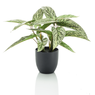 Kunstplant Calathea groen blad met lichtgroene stippen zwarte pot H38 cm