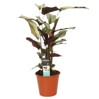 Groenwit gestreept blad Calathea Whitestar Pauwenplant in oranje pot