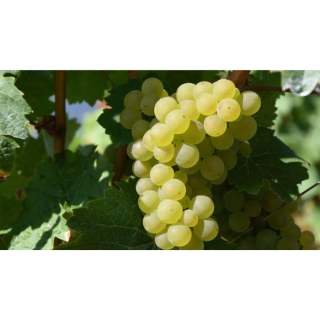 Vitis Vinifera Witte Tafel Druif 'Lakemont' - Pitloos (geënt)