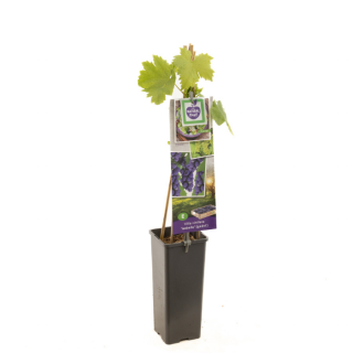 Blauwe druiven plant Vitis vinifera Isabella met blad in zwarte hoge pot