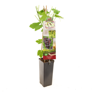 Druivenplant Rood Paars Vitis vinifera Heike met blad in hoge zwarte pot