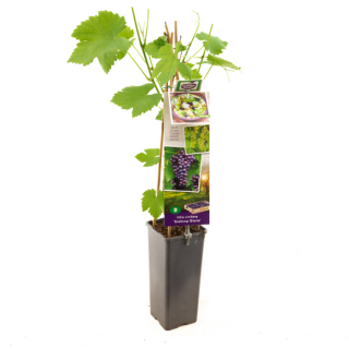 Druivenplant Vitis vinifera Boskoop Glorie met blad in hoge zwarte plastic pot