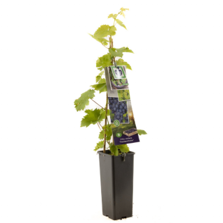 Druivenplant Vitis vinifera Frankenthaler met blad in hoge zwarte plastic pot