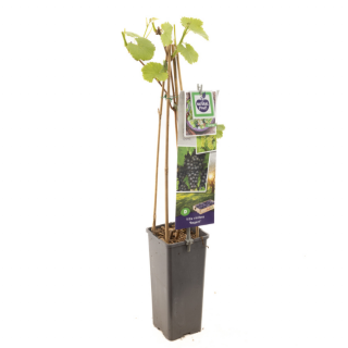 Druivenstruik Vitis vinifera Regent met blad in hoge zwarte plastic pot