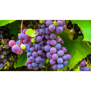 Blauw/Rode Druif - Pitloos (geënt) Vitis vinifera Attika