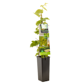 Witte druivenstruik Vitis vinifera Himrod met groen blad en in hoge zwarte pot