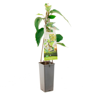 Kiwiplant Atlas met groen blad in hoge zwarte plastic pot